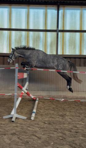 Jeune holsteiner hongre de 5 ans