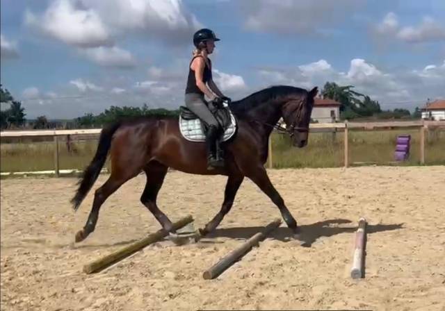 Propose demi-pension ou pension complète – jument 8 ans