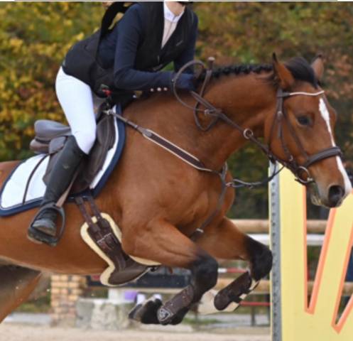 Propose demi-pension – poney de sport 8 ans