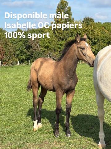 Mâle isabelle de 2025 