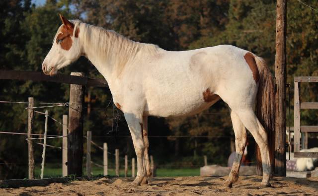 Jument oc paint de 3 ans 