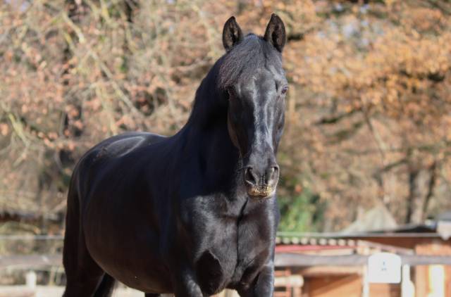 Hongre pre 12 ans petit loisir/balade 