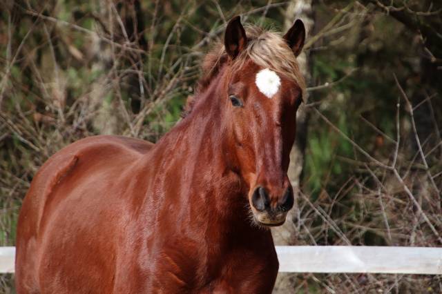 Hongre onc type ibérique 6 ans  