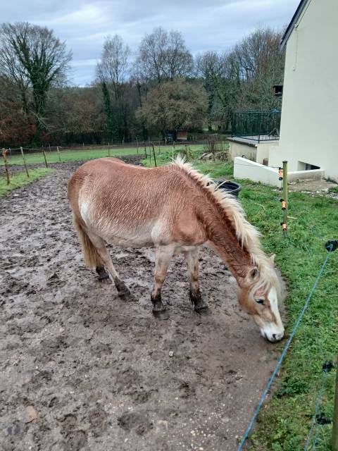 Vente haflinger 