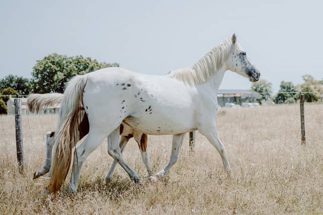 Poulinière de selle pleine 8 ans oc