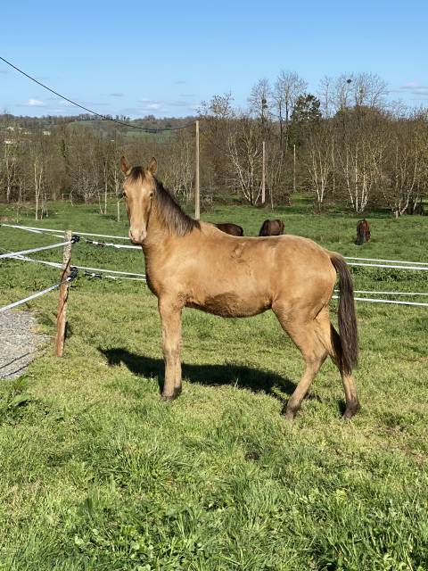 Poulain oc champagne ambre 