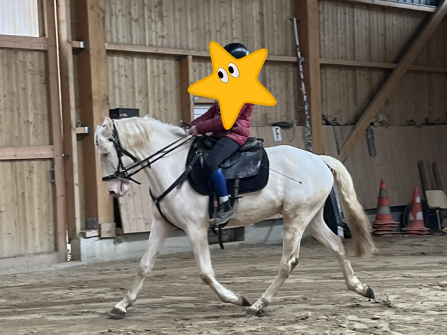 Lusitanien pp hongre crème