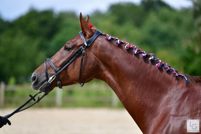 Direct éleveur, belle jument de sport très polyvalente