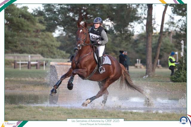 Direct éleveur, belle jument de sport très polyvalente