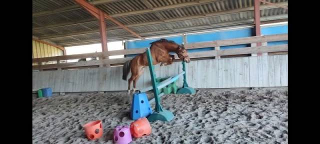 Poulinière par aronn'n 