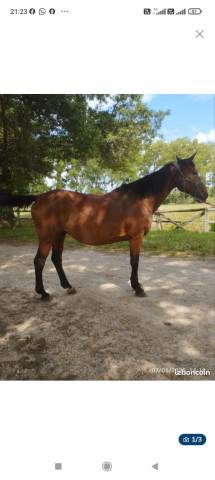 Poulinière par jus des fontaines 