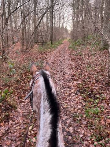 Demi pension sur cheval appaloosa borest (oise)