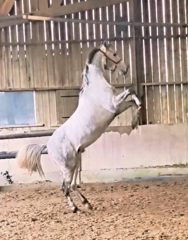 Anglo arabe 5 ans hongre