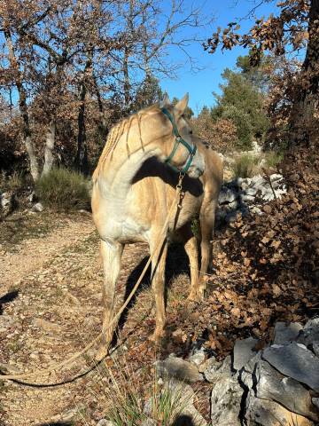 Jument pur sang anglais