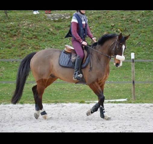 Dylhan joli hongre sf pp 12 ans