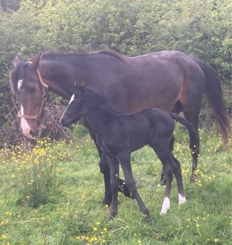  poulinière trotteur français pleine de the best madrik