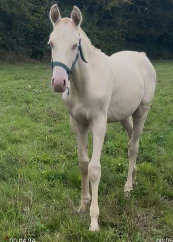 Poulain crème pur lusitanien (oc) 