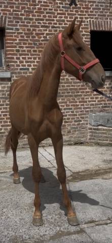 Poulain pure race espagnole 20 mois