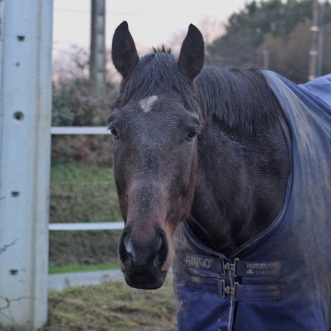 Demi pension/confiage - hongre loisir ou sport club/ama