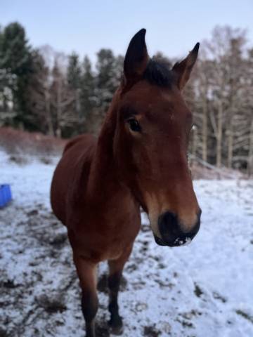Pouliche franches montagnes 