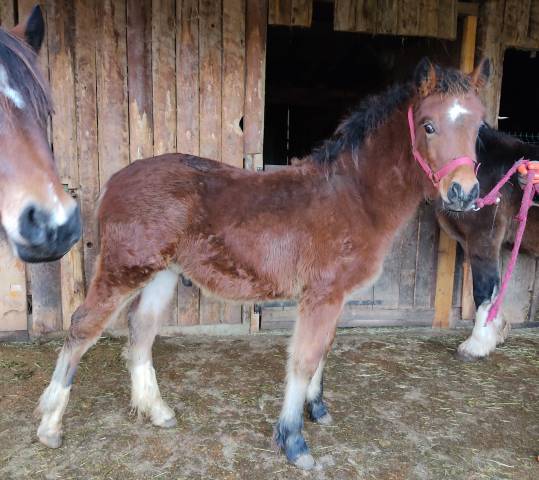 Poulain welsh cob