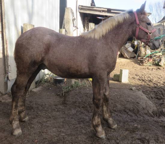 Jeune cheval boulonnais