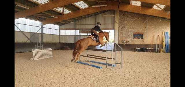 Poulinière sbs de 2011