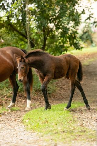 Poulain kwpn x ibérique