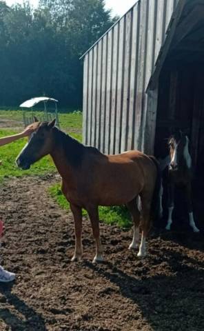 Vente d'un poney b de race welsh