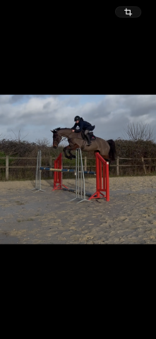 Jument 7 ans 2026 canturo x qlassic 