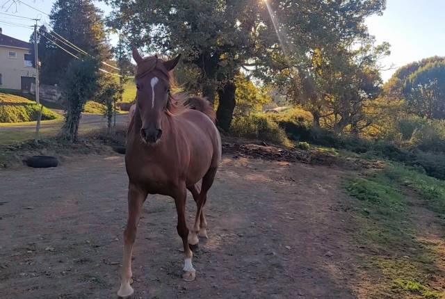 Jument psar 3/4 égyptienne