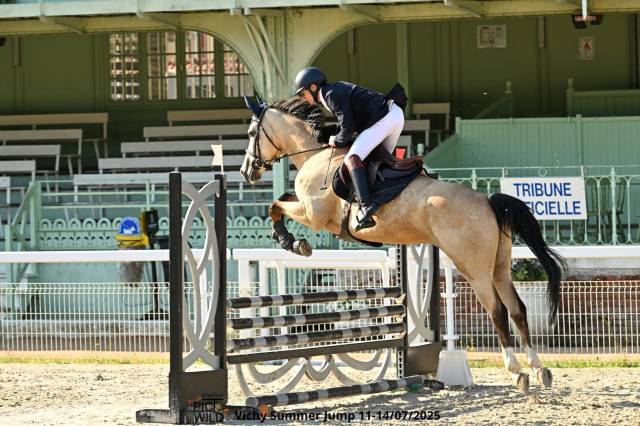 Hongre isabelle 6 ans