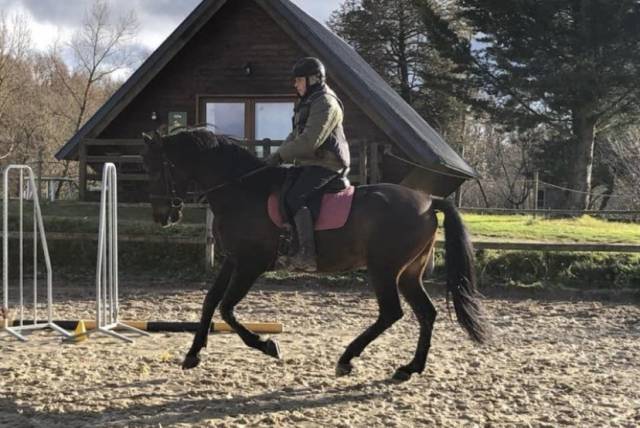 Cheval pur race espagnol ancce , 10 ans , 1m67