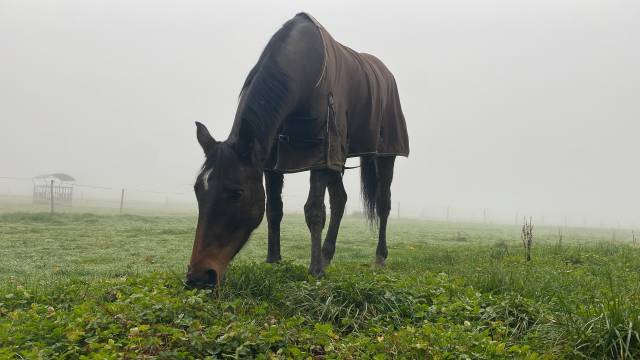 Jument selle française qui fait 7 ans 
