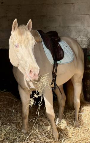 Indigo de séguret : saillie étalon pp connemara