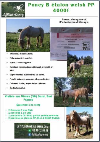 Poney étalon welsh pp