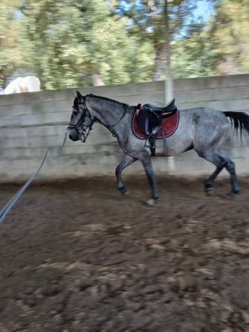 Un vieux cavalier(e) pour le jeune sputnik