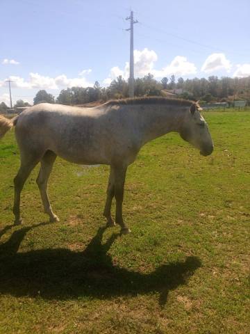 Pilar, d'une rare beauté, cherche nouvelle prairie