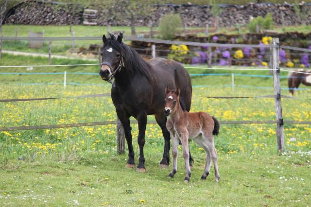 Ponette dartmoor pp - 9 ans - 1,25 m