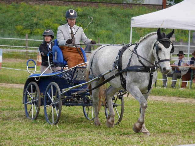 Chevaux arabo boulonnais 