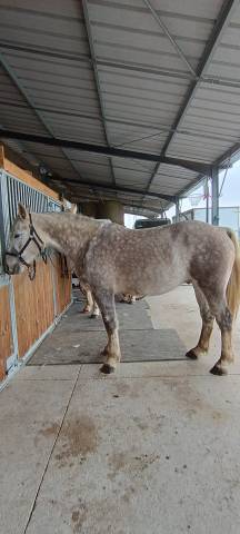 Chevaux arabo boulonnais 