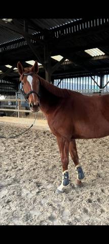 Jument pur sang joli look