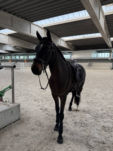 Poney français de selle