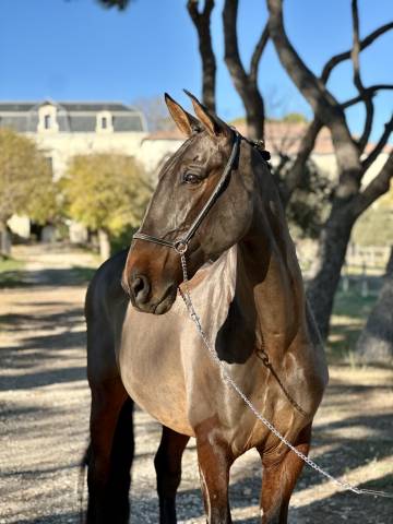 Hongre, pre maître d’école dressage 