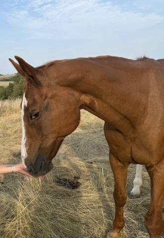 Jument poulinière confirmée cso – très bon papier – 
