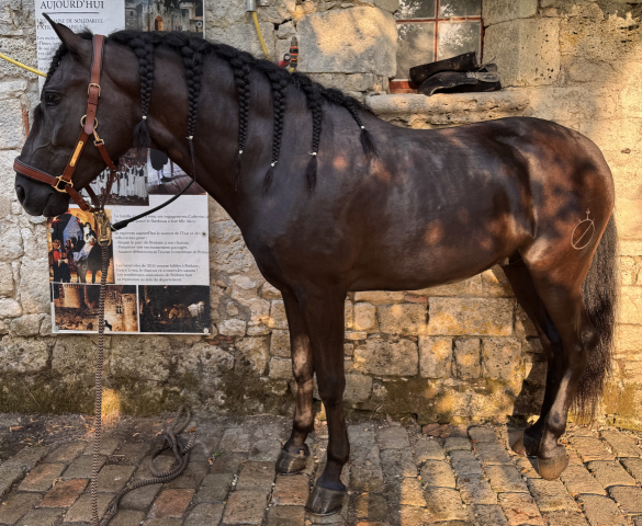 Adorable cheval pure race espagnole