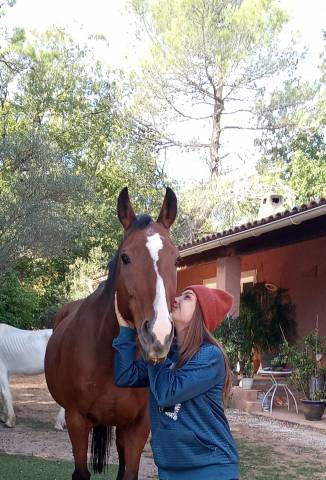 A vendre balingo - pur sang 10 ans