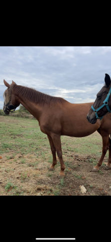 Poulinière sf pleine