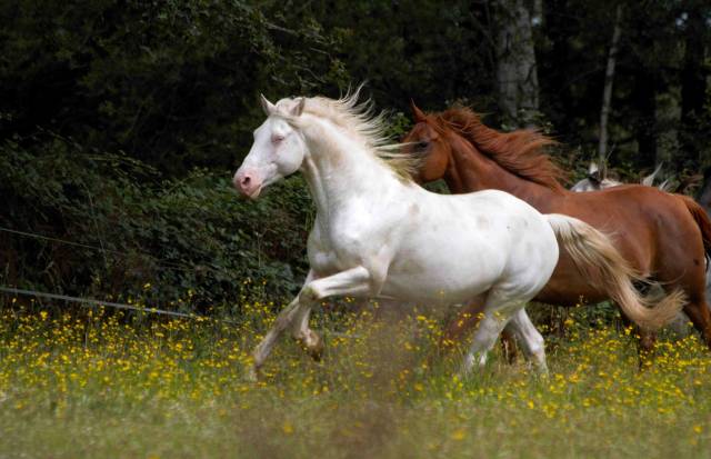 Superbe étalon appaloosa fondation few spot crème