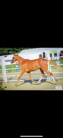 Jument selle français 